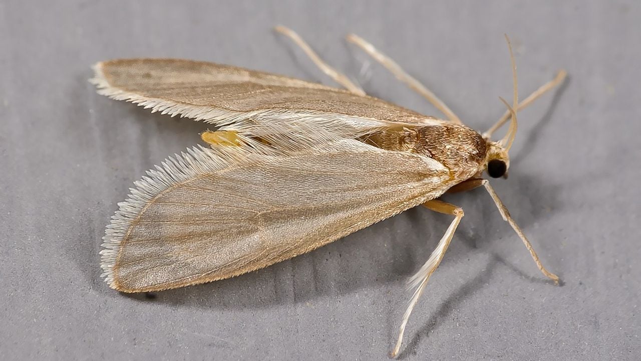 Een duikermot (foto: Saxifraga/Zoran Bosovic).