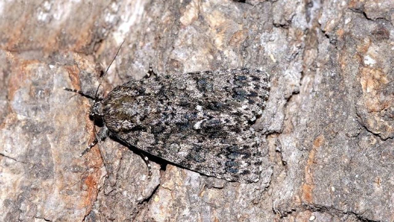 De nachtvlinder van de zuringuil.