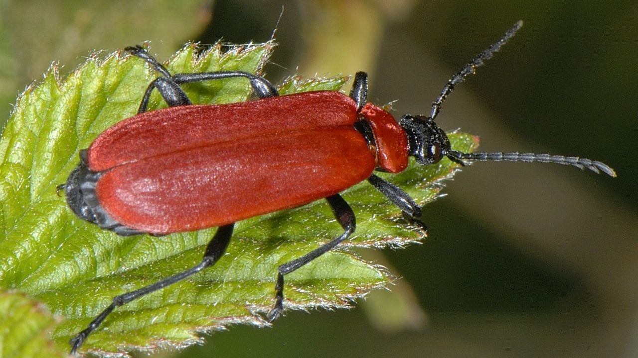 Een zwartkopvuurkever (foto: Saxifraga/Ab H. Baas).