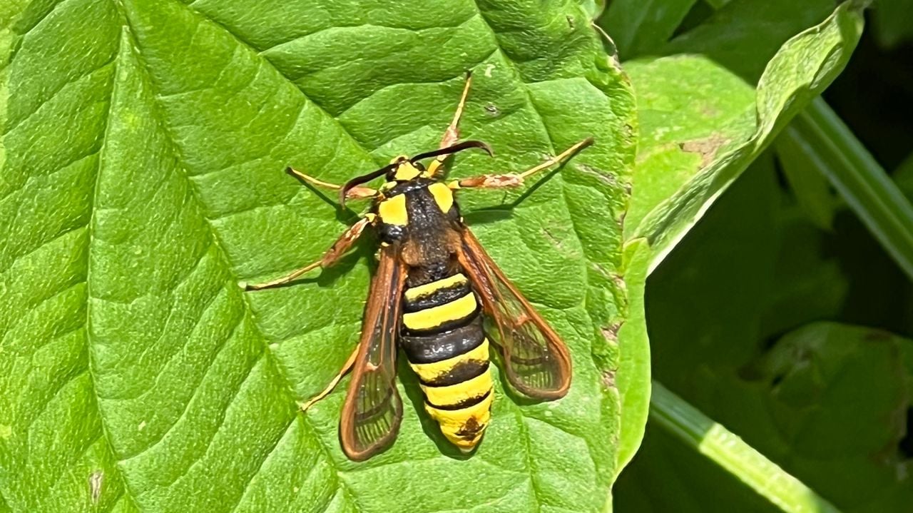 Een hoornaarvlinder (foto: Nico Aanraad).