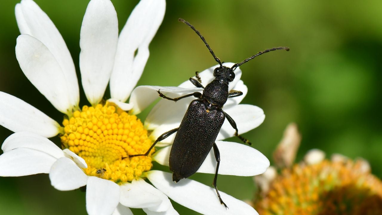 Stictoleptura scutellata (foto: Bas van Sambeek).