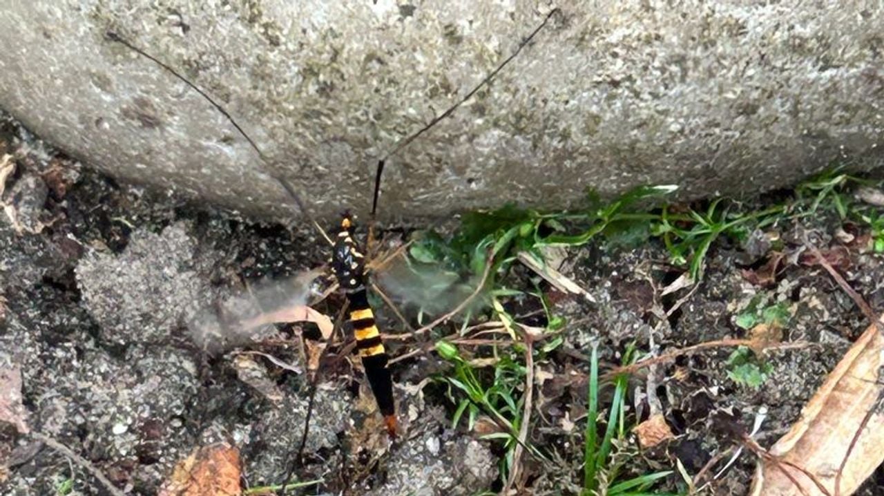 Een driebandtijger (foto: Maurice de Rouw).