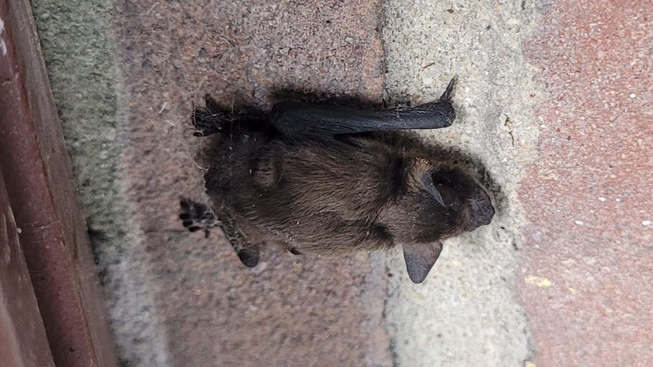 Een laatvlieger (foto: Nicole van Kuringen).