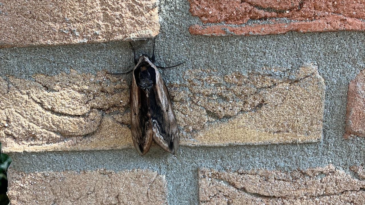 Een ligusterpijlstaart (foto: Peter Ector).