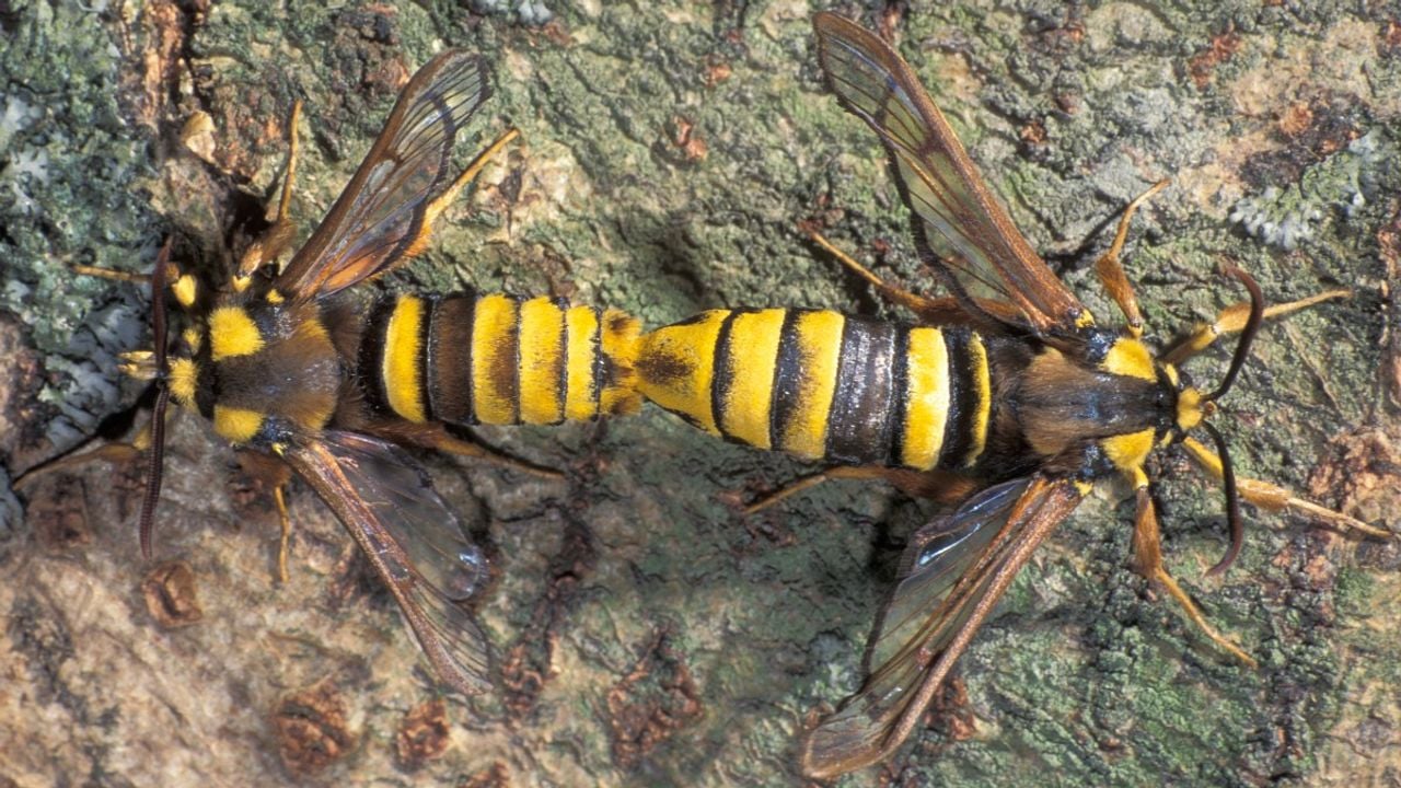 De paring van hoornaarvlinders (foto: Saxifraga/Frits Bink).