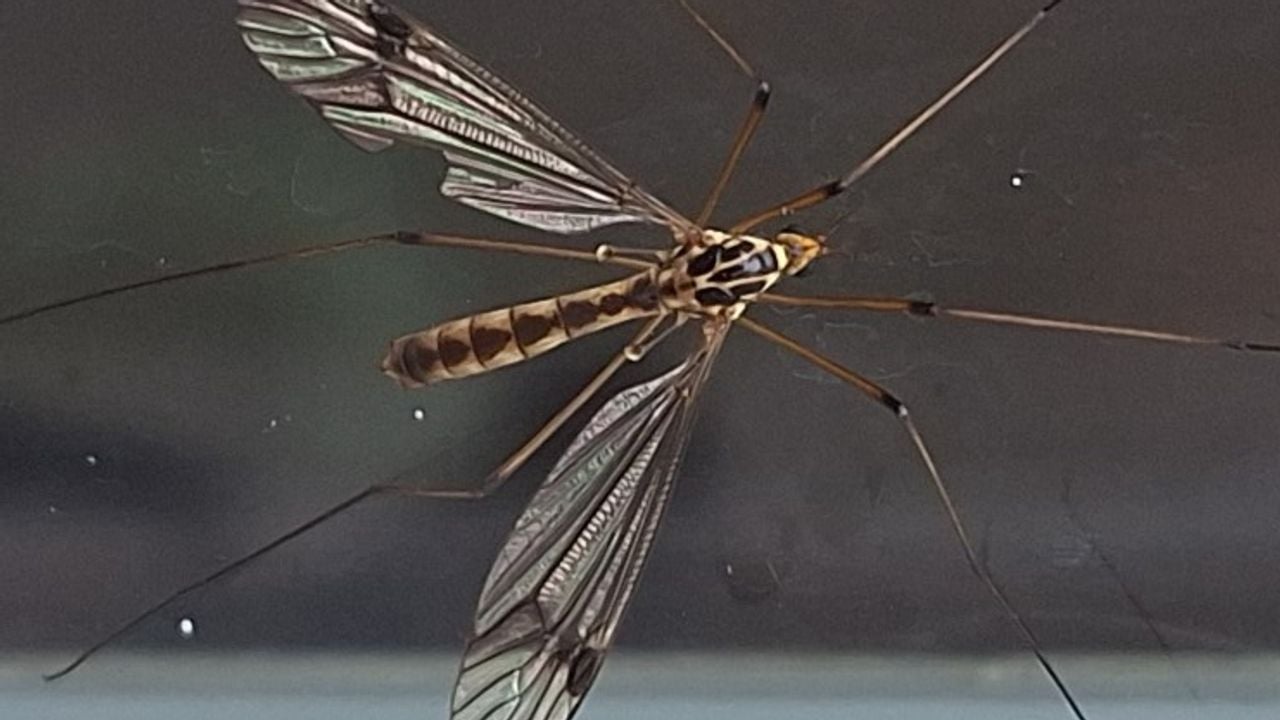 Een zigzagtijger (foto: Jeanne Meijer).
