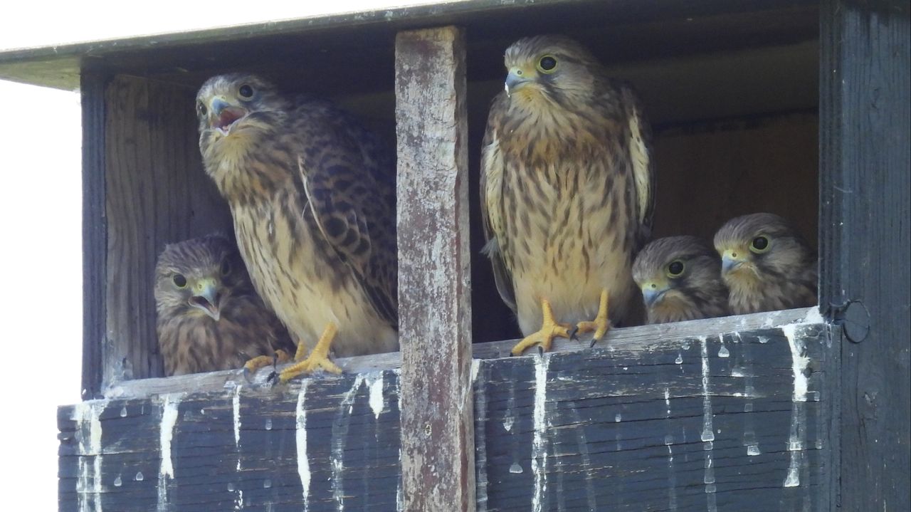 Een koppel torenvalken met jongen (foto: André van Drunen).
