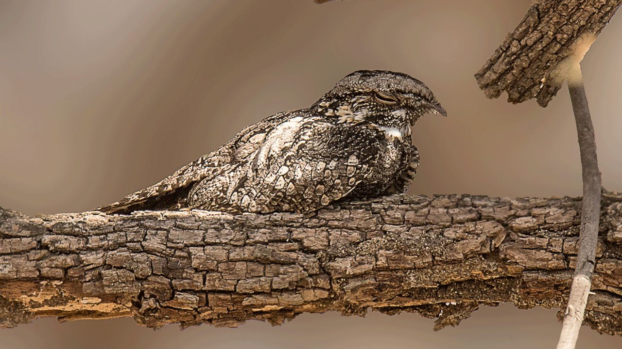 Een nachtzwaluw (foto: Staatsbosbeheer).
