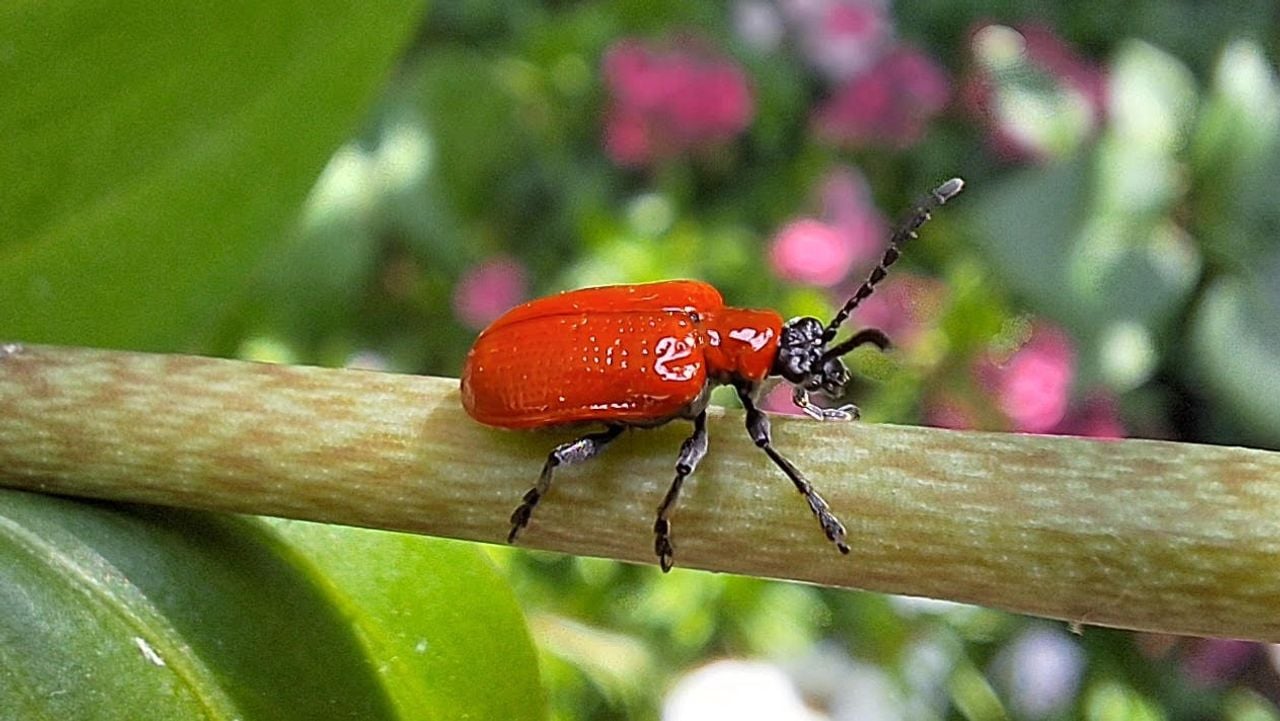 Een prachtige rode kever, een leliehaantje (foto: Carla Vermeeren).