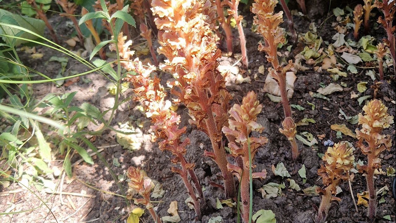 Klimopbremraap (foto: Marc Bras).