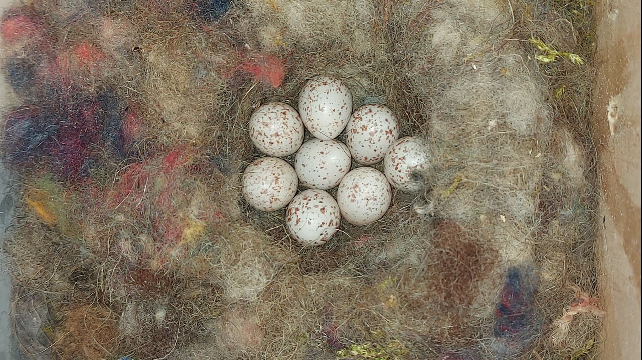 Eitjes van een koolmees (foto: Ingrid van Opstal-Jansen).