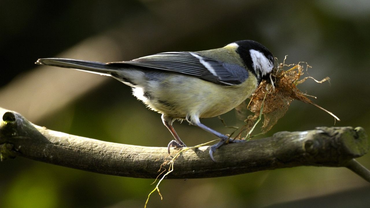 Een koolmees (foto: Saxifraga/Piet Munsterman).