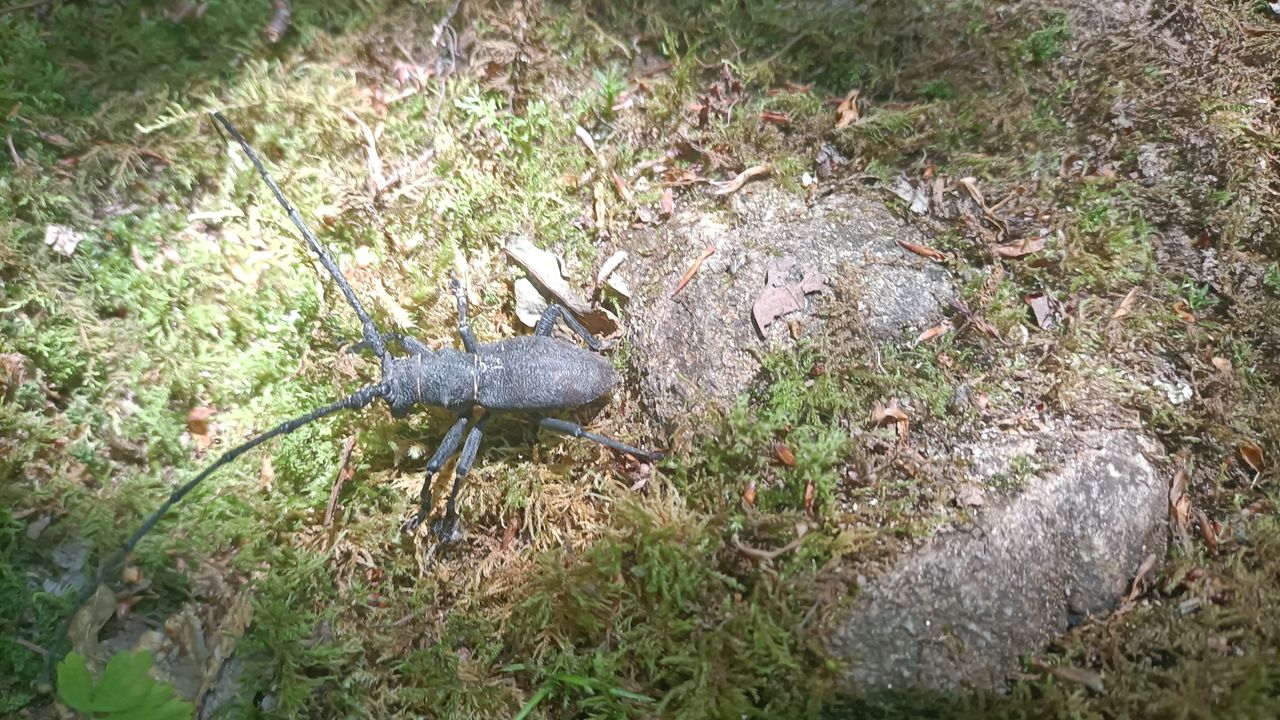 Een zwarte boktor (foto: Lizette van der Paal).
