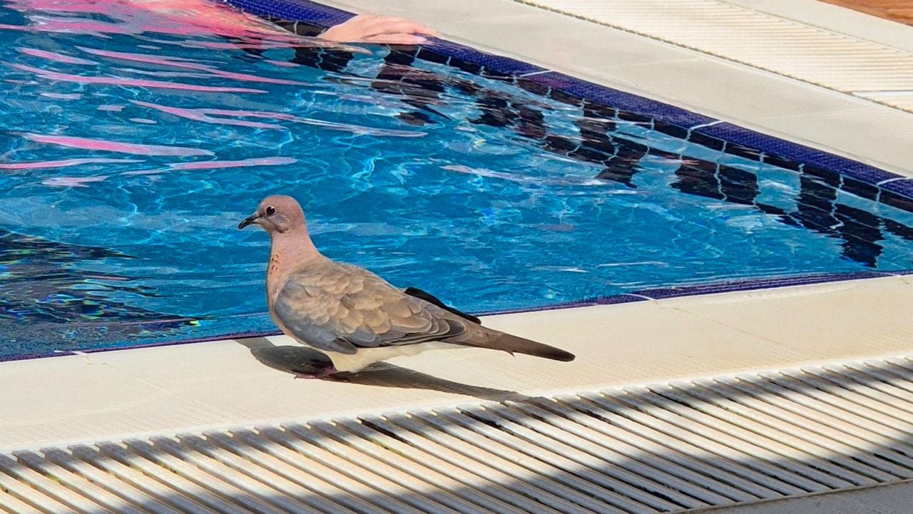 Een palmtortel (foto: Peter Timmerman).