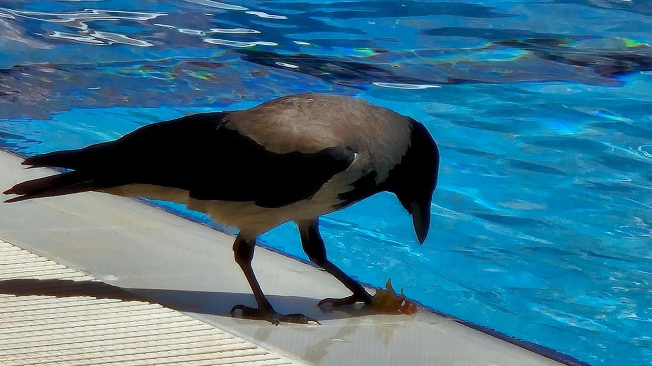 Een bonte kraai (foto: Peter Timmermans).