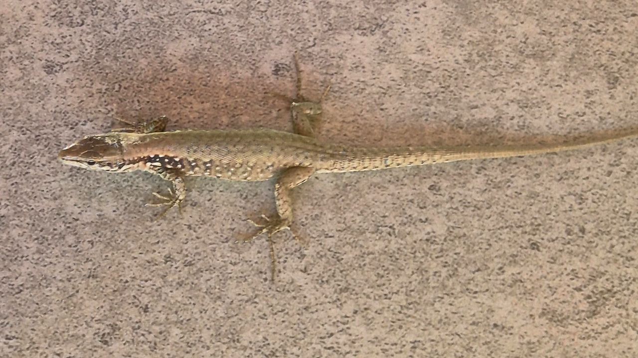 Een muurhagedis (foto: Peter Timmerman).