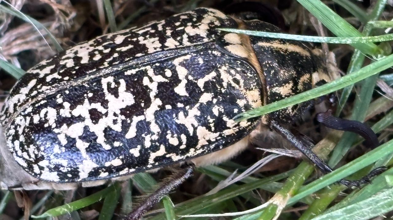 Een julikever (foto: Rianne Basten).