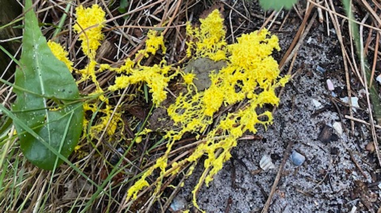 Heksenboter (foto: Hans Bruinsma).