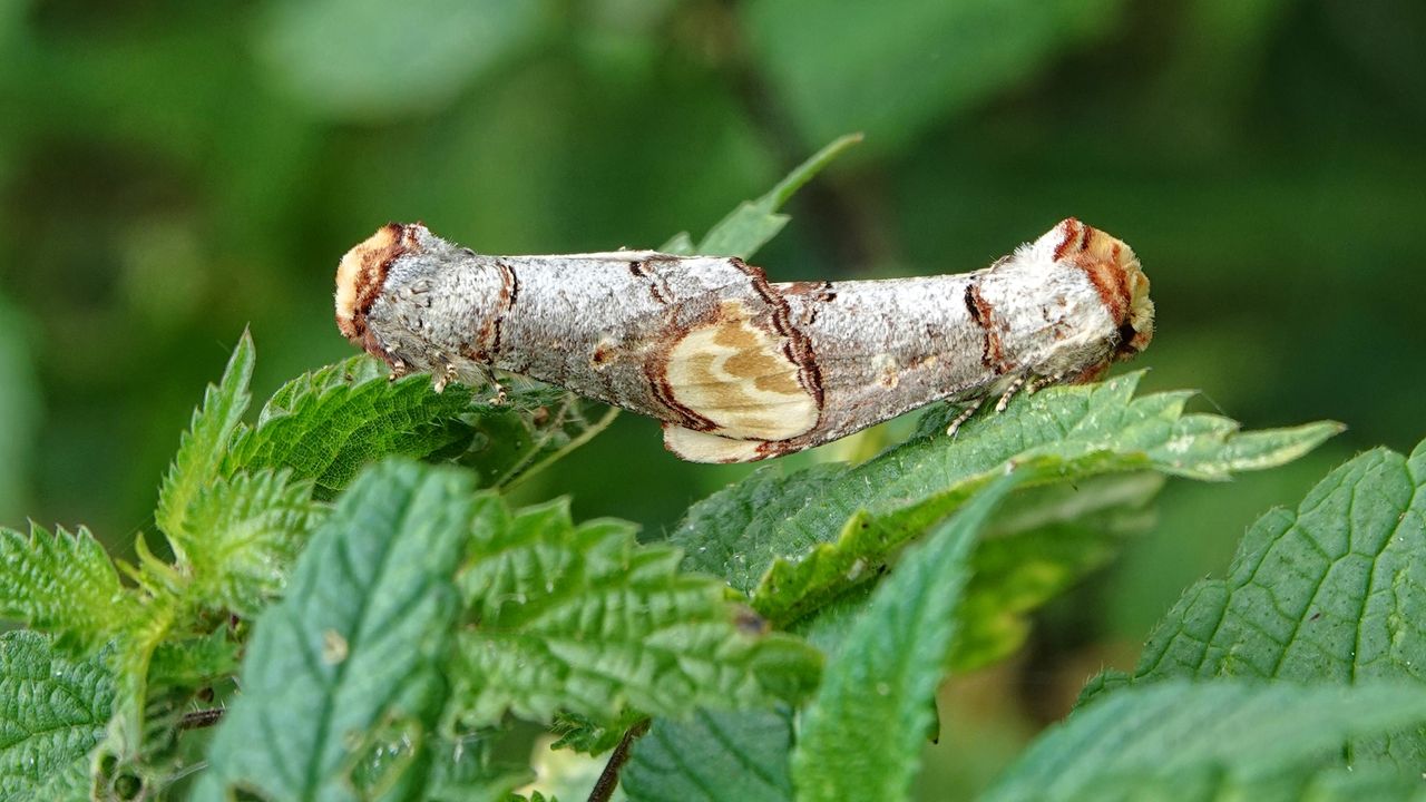 Parende wapendragers (foto: Theo Zelen).
