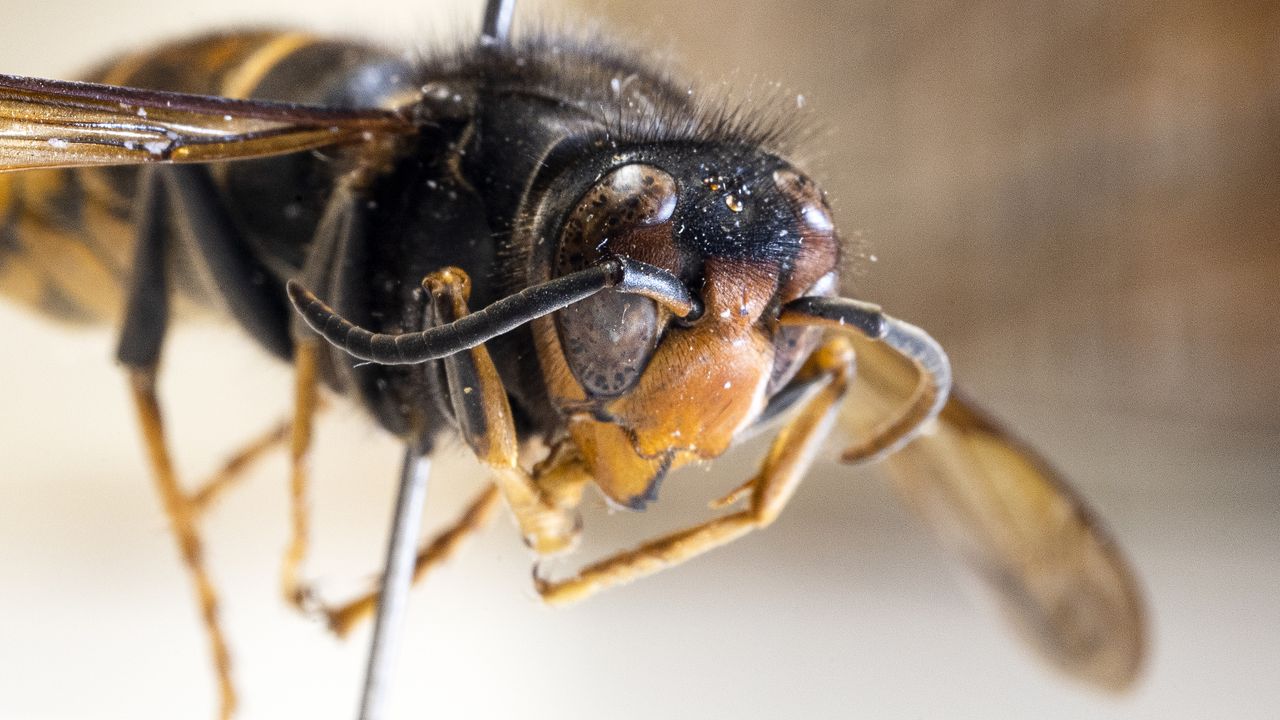 De inmiddels bekende Aziatische hoornaar (foto: ANP).