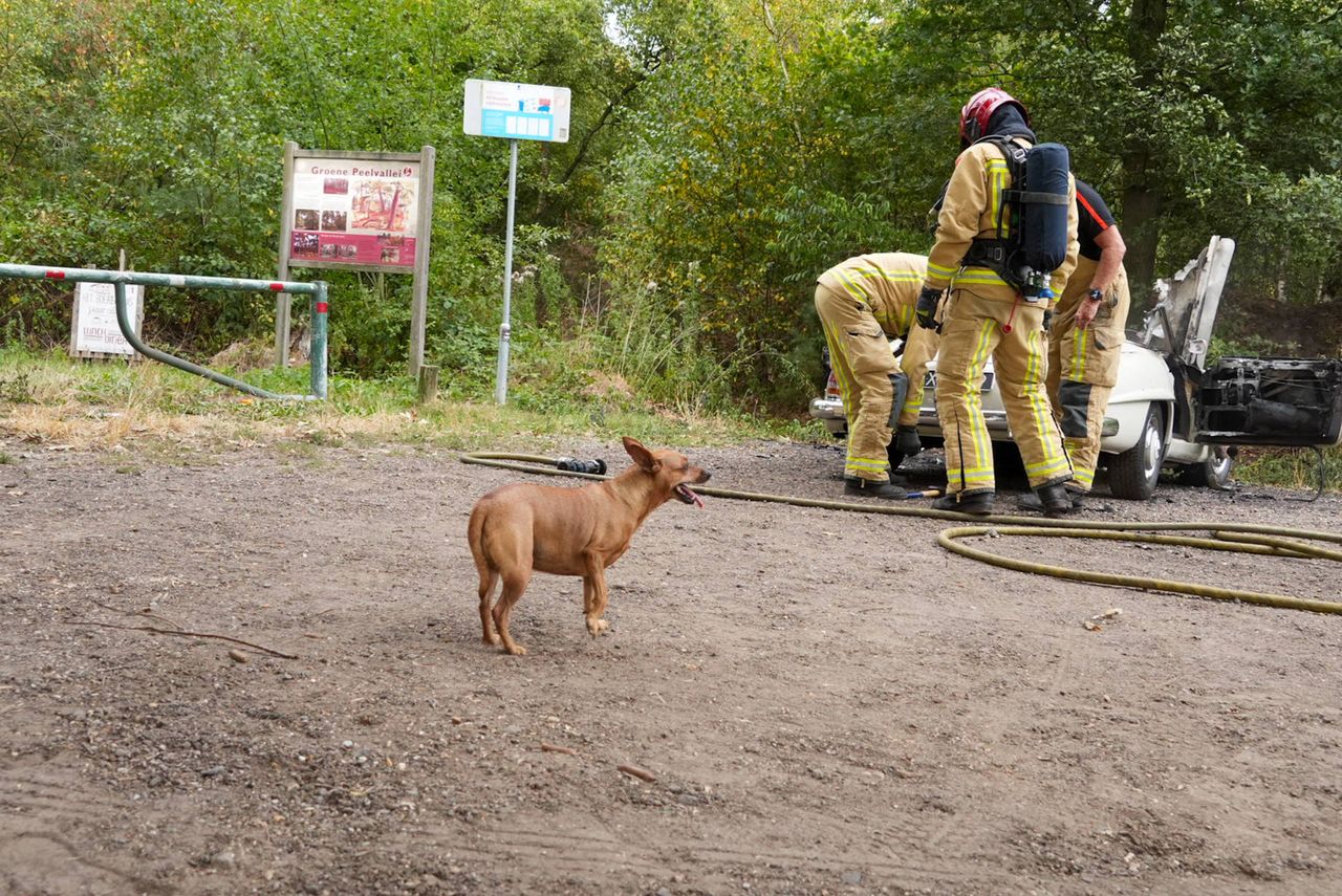 Foto: Harrie Grijseels/Persbureau Heitink.