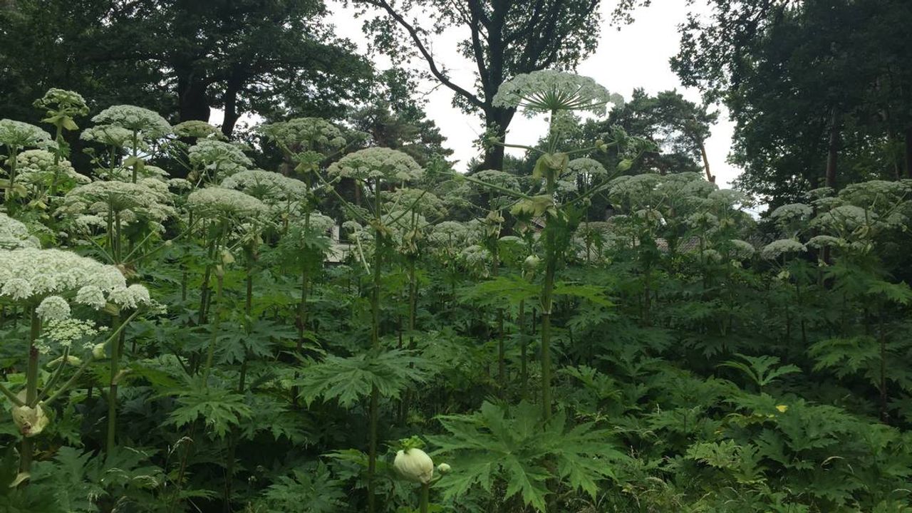 De reuzenberenklauw (archieffoto).