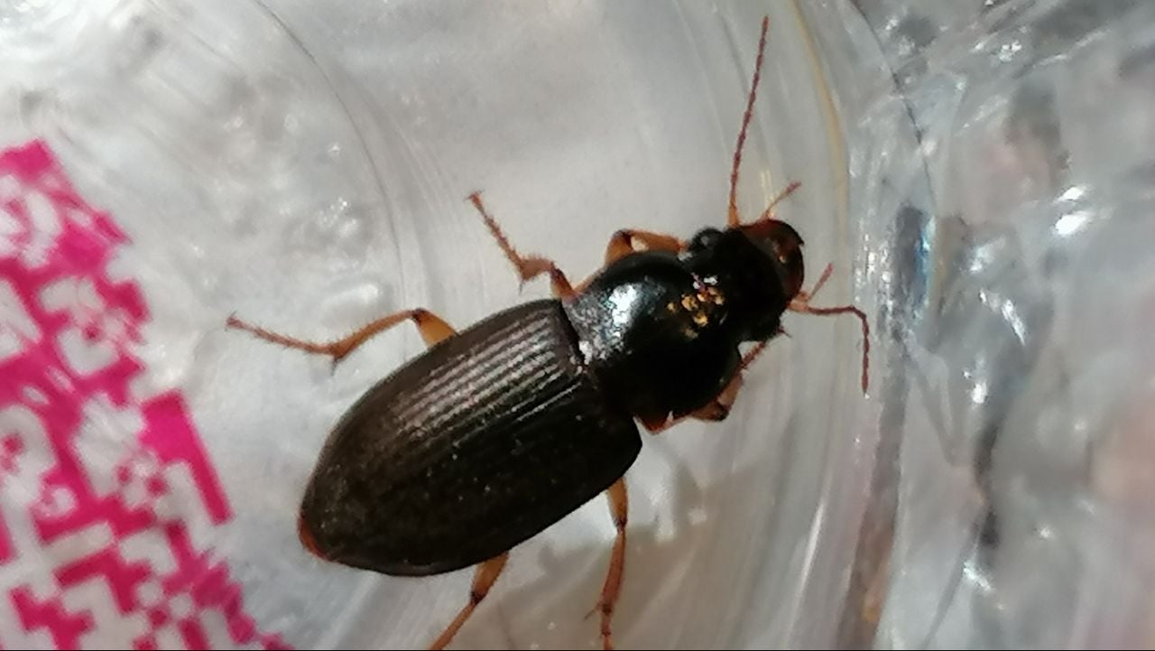 Een roodpoothalmkruiper (foto: Jolanda Vloon).