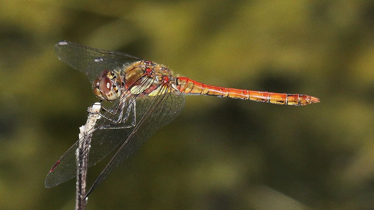 Een mannetje van de bruinrode heidelibel (Saxifraga/Peter Meininger).