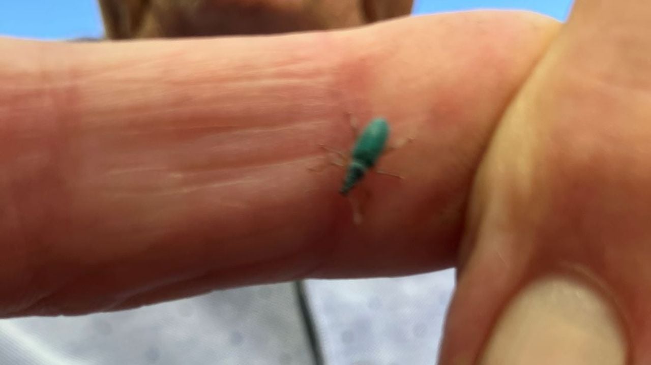 De groene bladsnuitkever (foto: Jan Hamers).