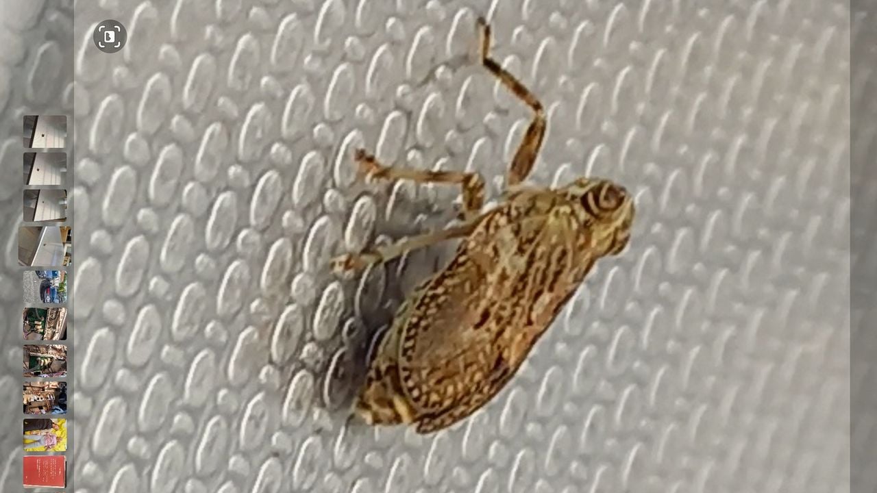 Een klimopkevercicade (foto: Raymund Duif).