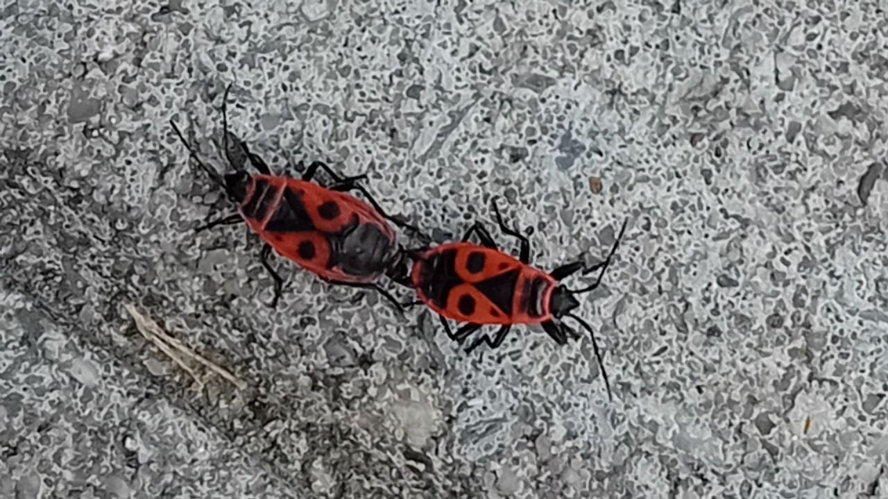 Parend vuurwantsen (foto: Margot Reijnders).