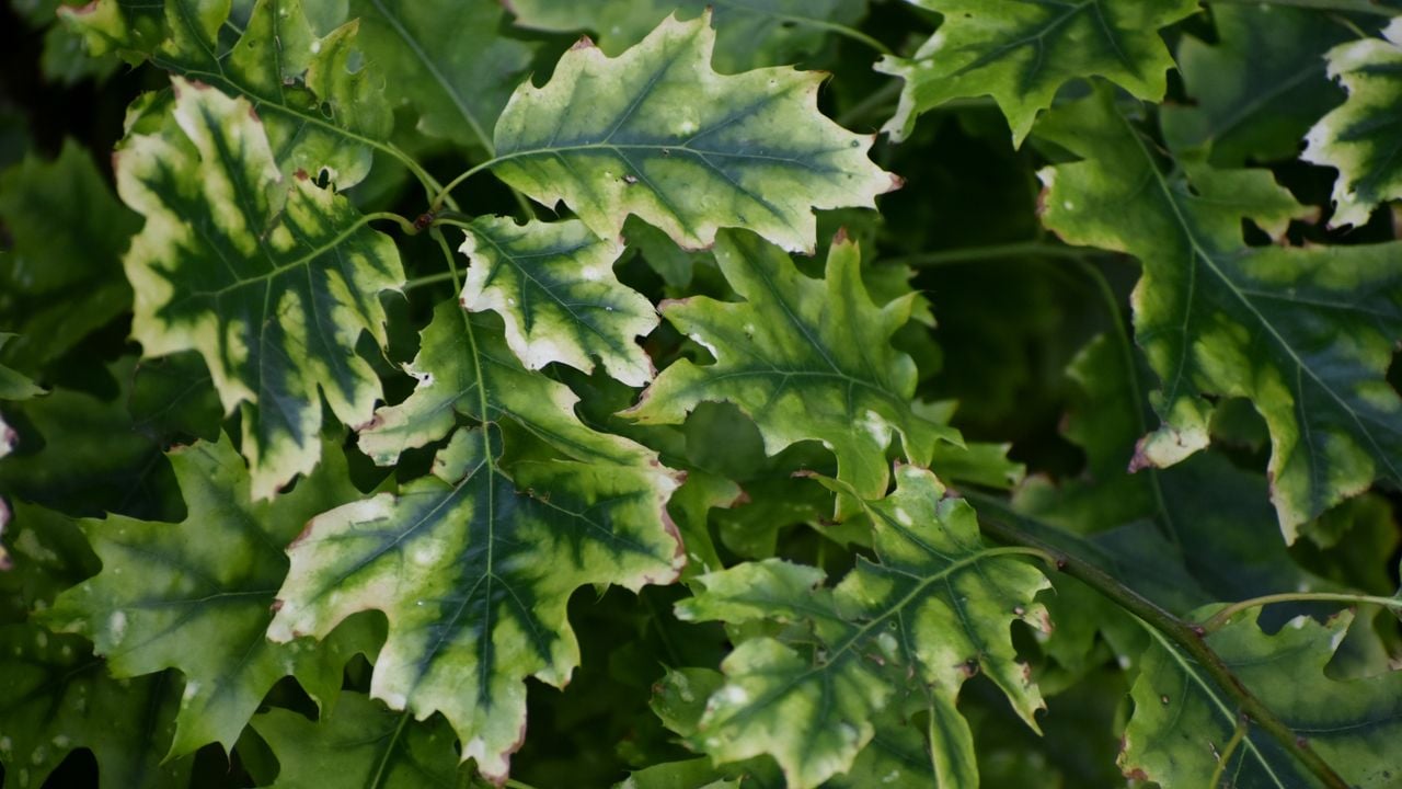 Een afwijking van Amerikaans eikenblad (foto: Nel Jansen).