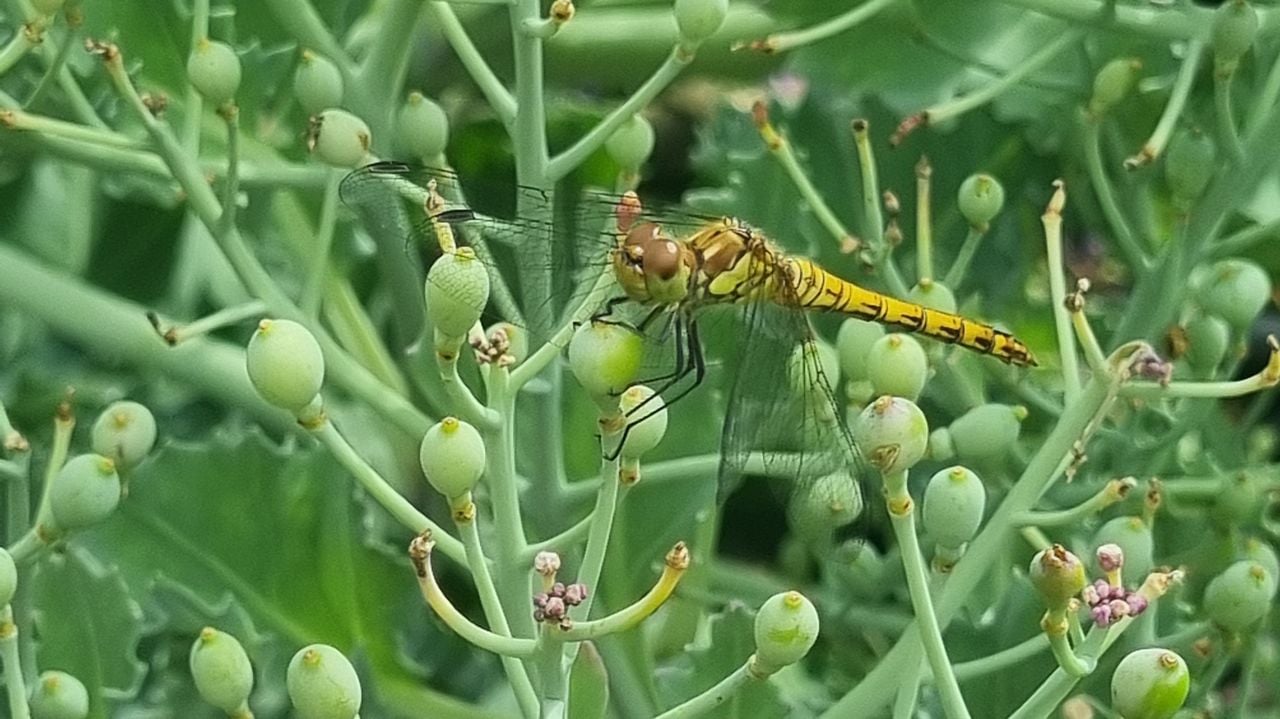 Het vrouwtje van de bruinrode heidelibel (foto: Margriet van Nistelrooij).