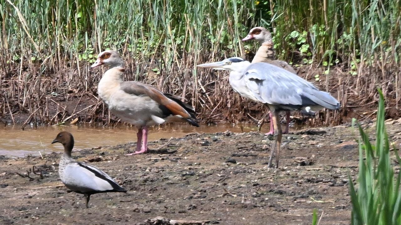 Twee exotische vogels en een inheemse vogel (foto: Reinder Smid).