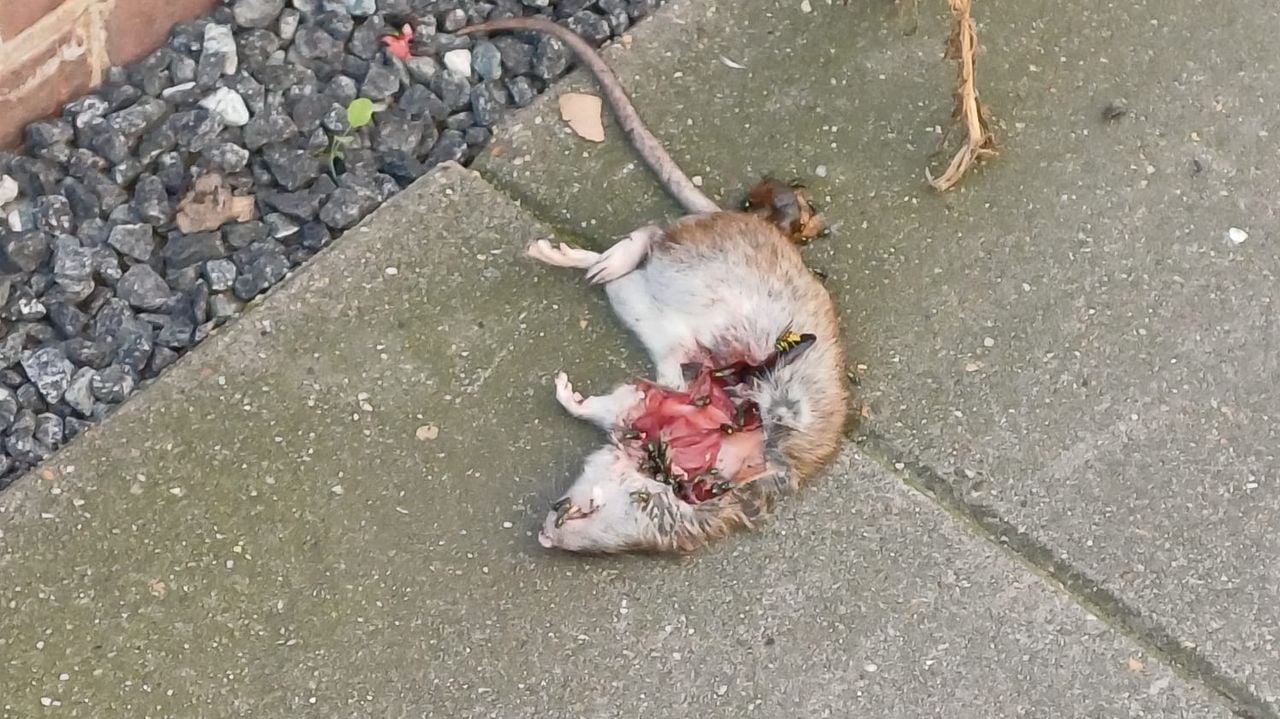 Een door katten aangevreten rat in de brandgang in de Meidoornstraat (foto: privé).