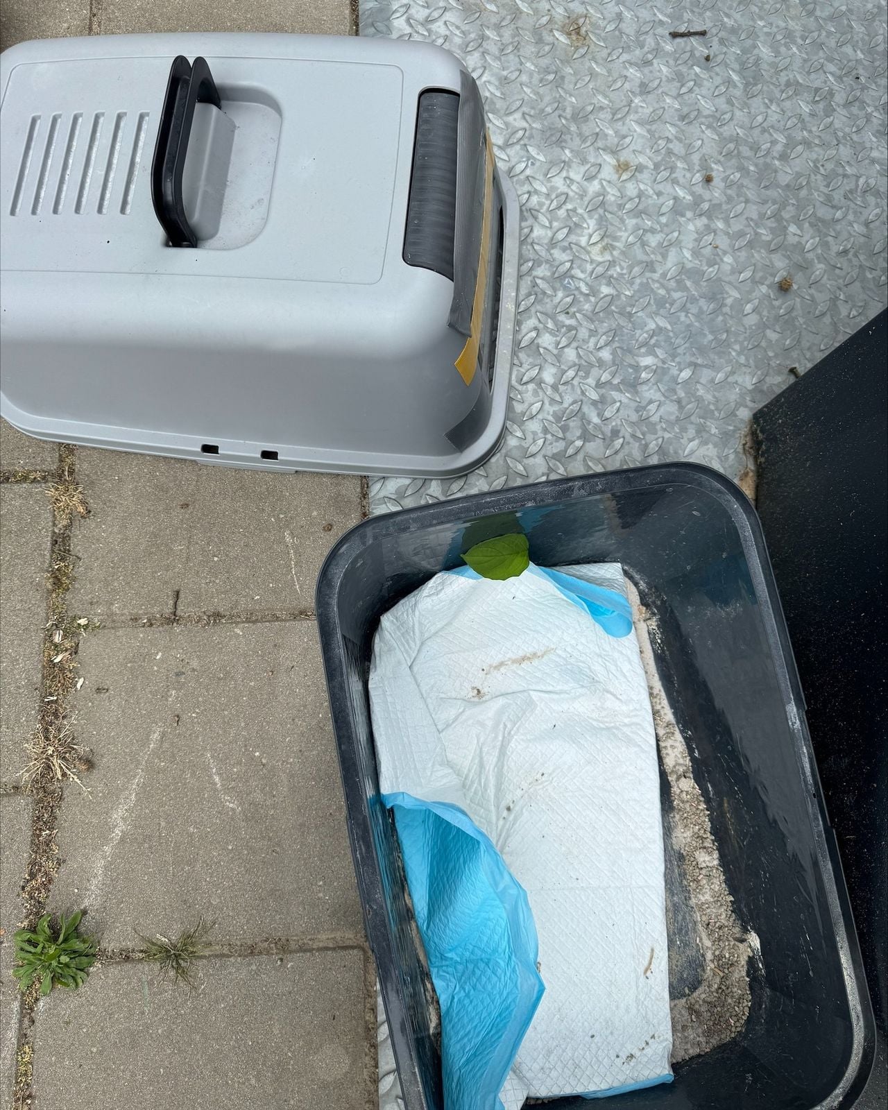 Foto: Facebook dierenasiel Breda.