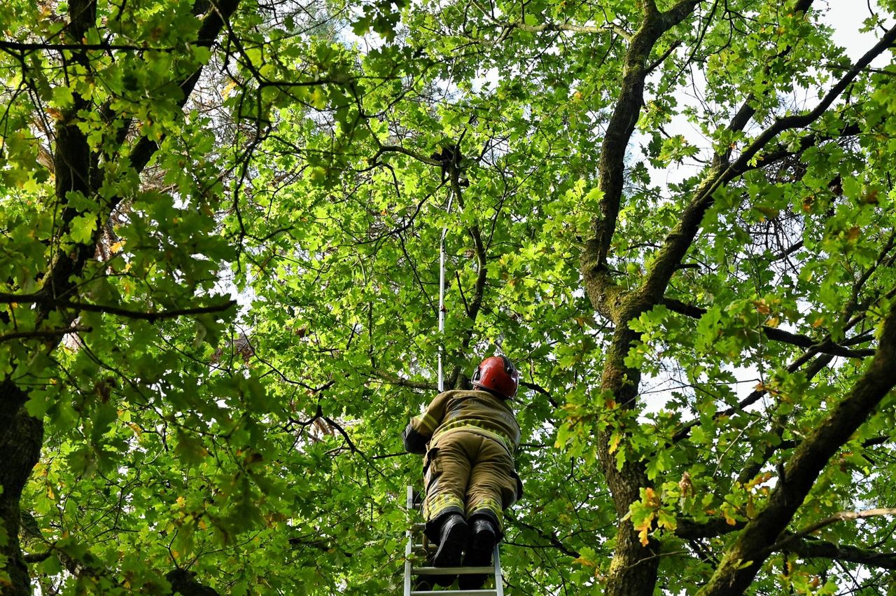 De kittens zaten hoog in een boom verstopt (foto: Toby de Kort / Persbureau Heitink).