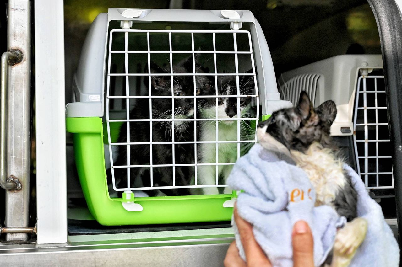 De kittens werden na de reddingsactie met elkaar herenigd (foto: Toby de Kort / Persbureau Heitink).