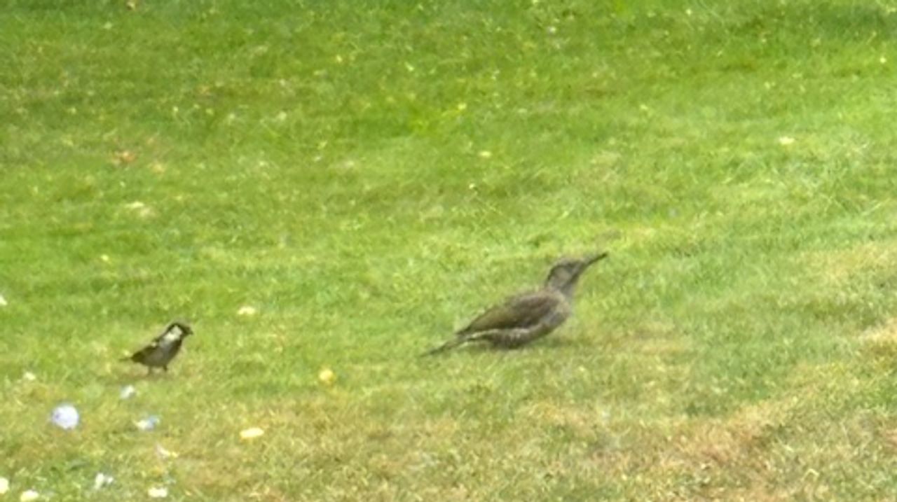 Groene specht (foto: Tanja Flipsen).