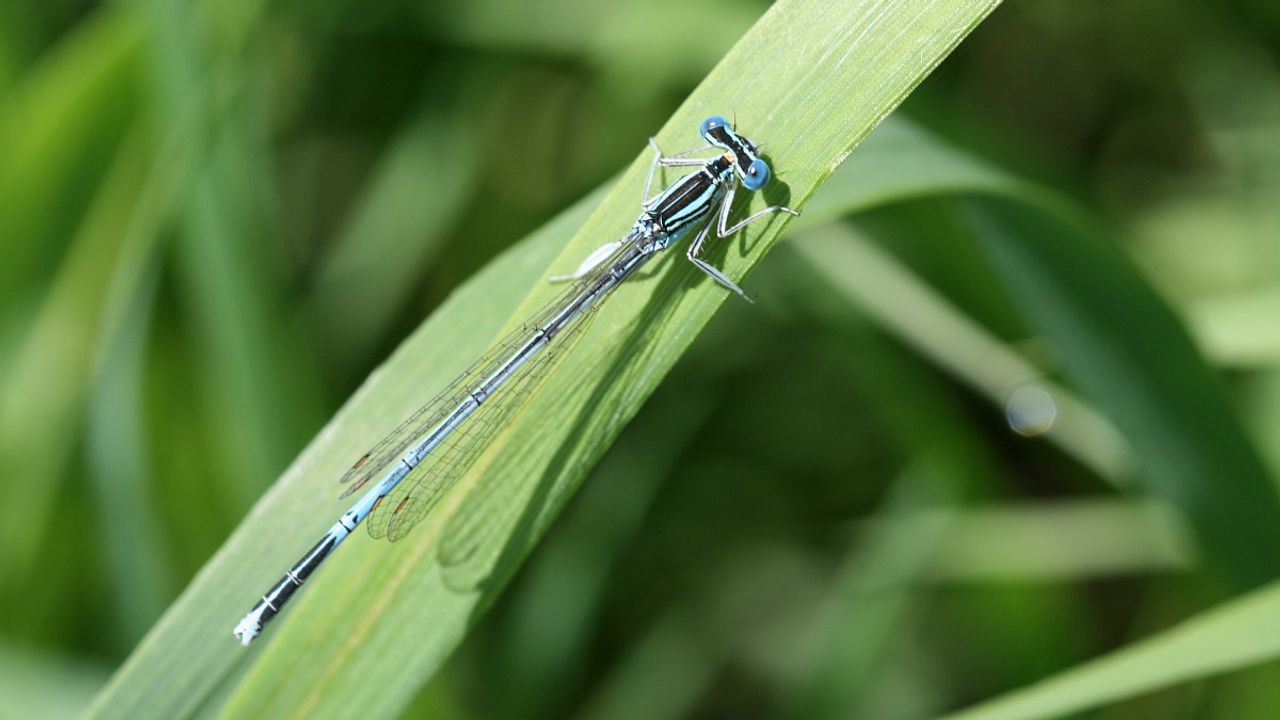 Blauwe breedscheenjuffer mannetje (foto: Vlinderstichting Tim Termaat).
