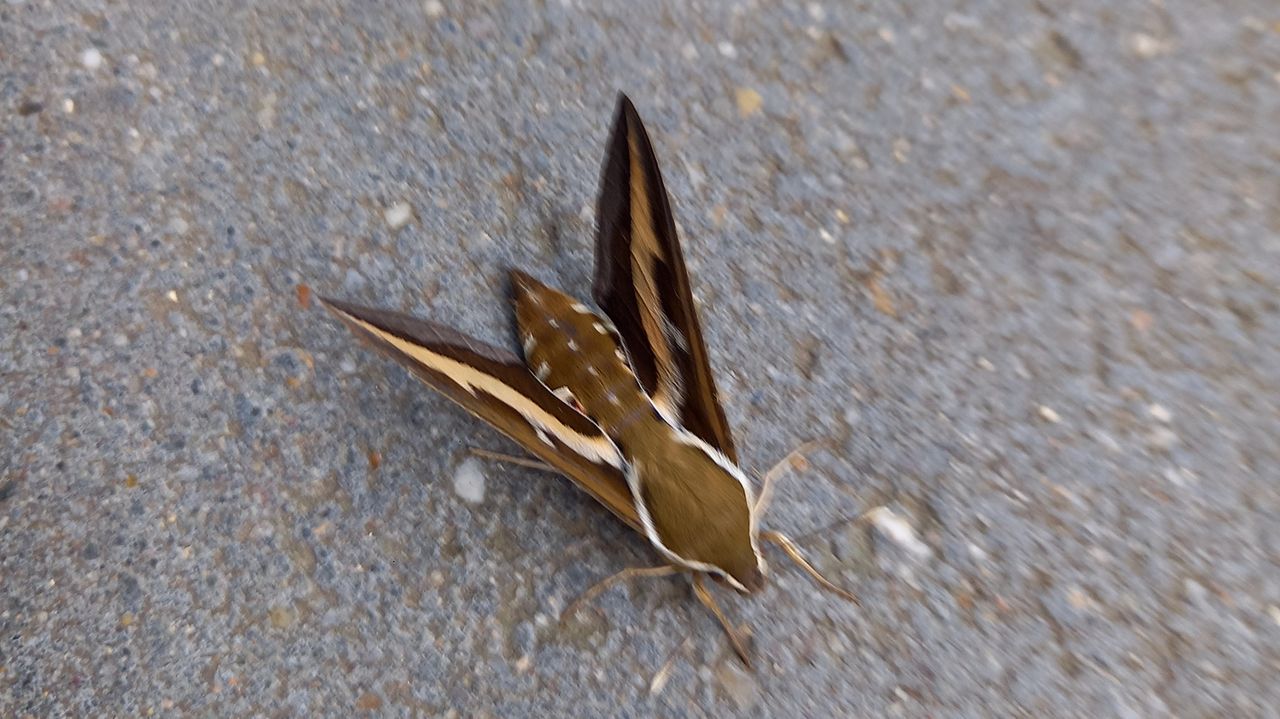 Walstropijlstaart (foto: Maya Maes).