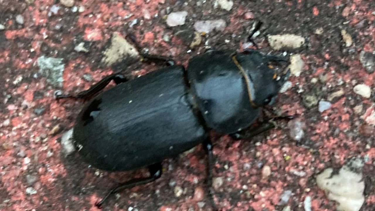 Klein vliegend hert (foto: John de Koning)