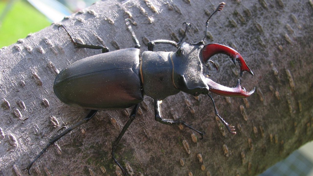 Vliegend hert (foto: Saxifraga Al Vrezec).