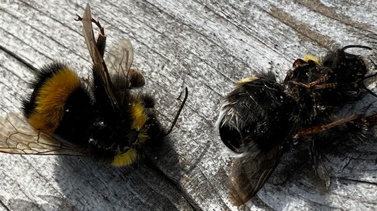 Dode hommels (foto: Jos Buitendijk). 