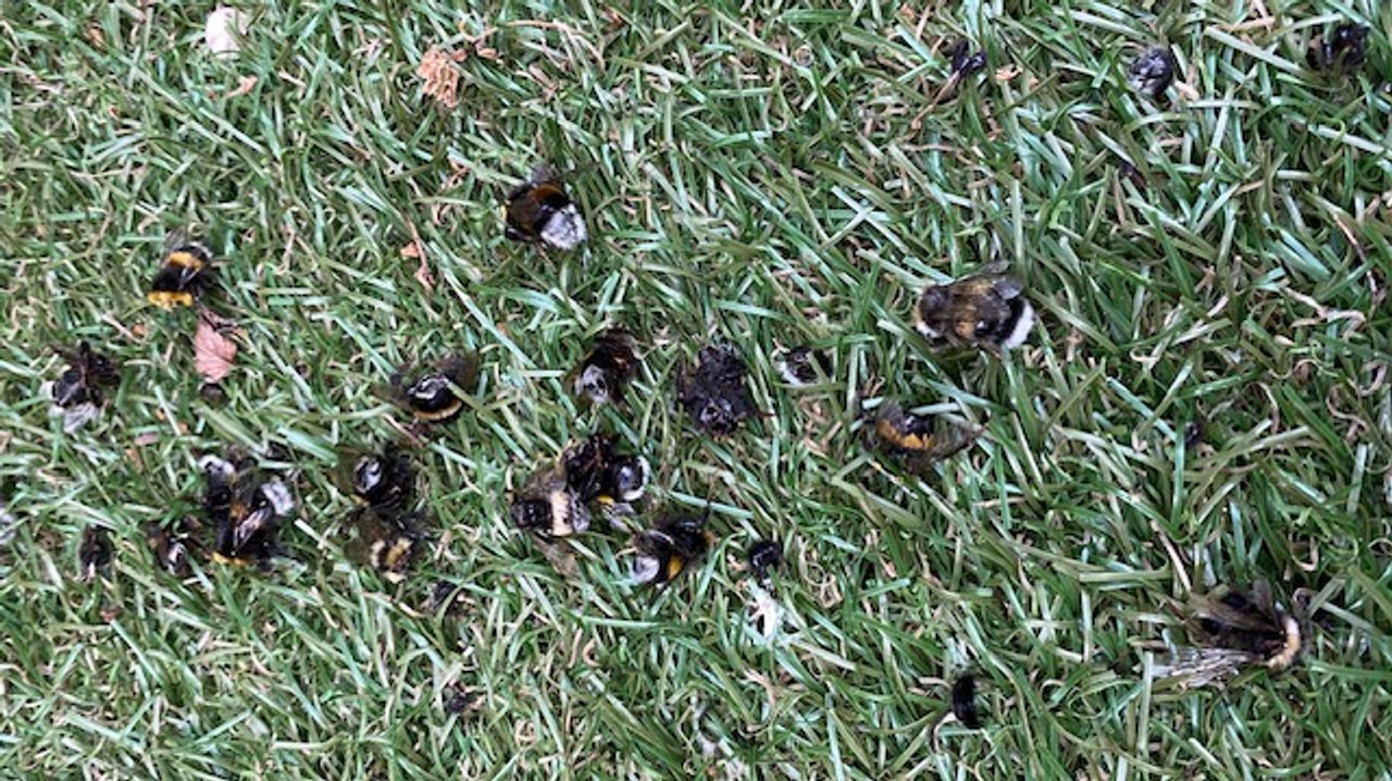 Hommels zonder kop (foto: Bets Vriens). 