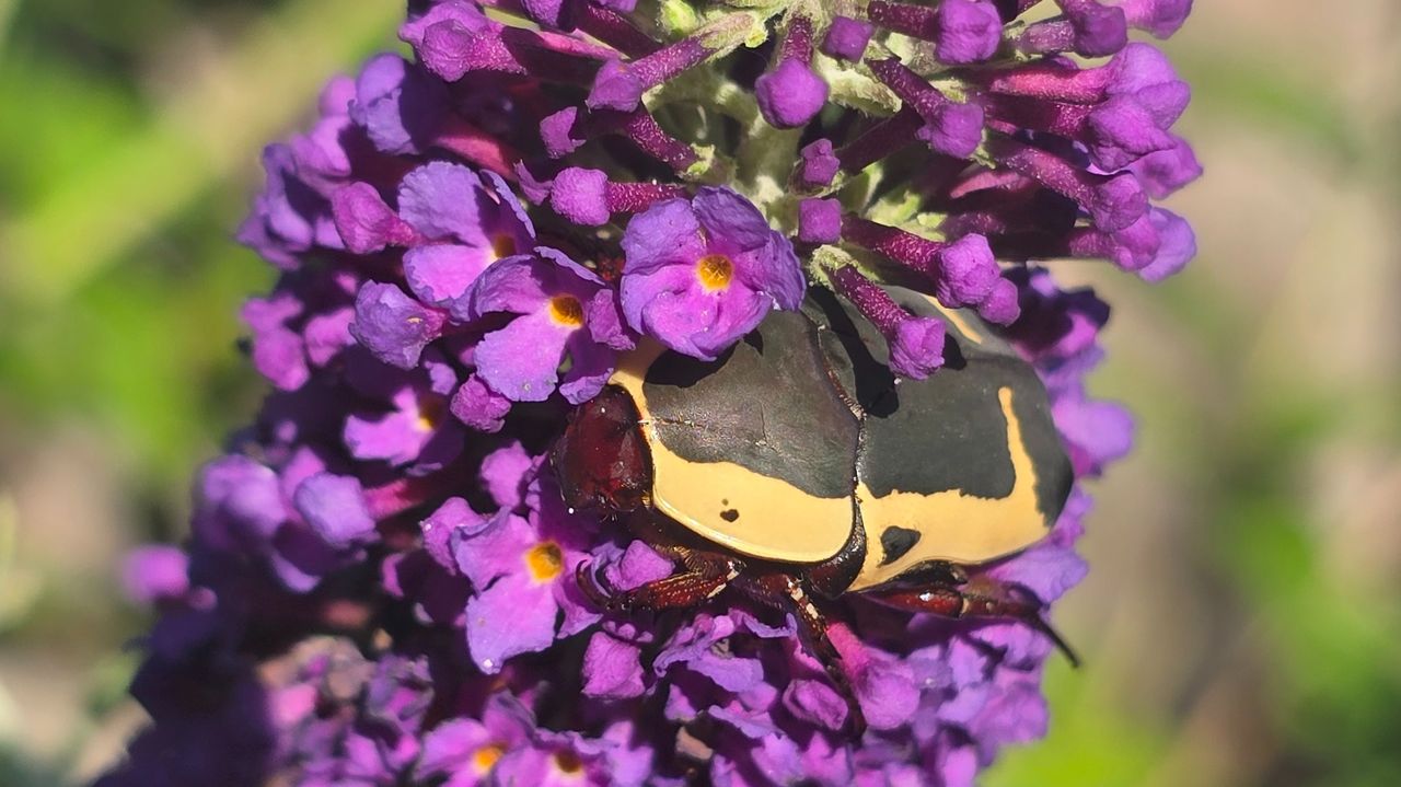 Dola (foto: Peter van Zon).