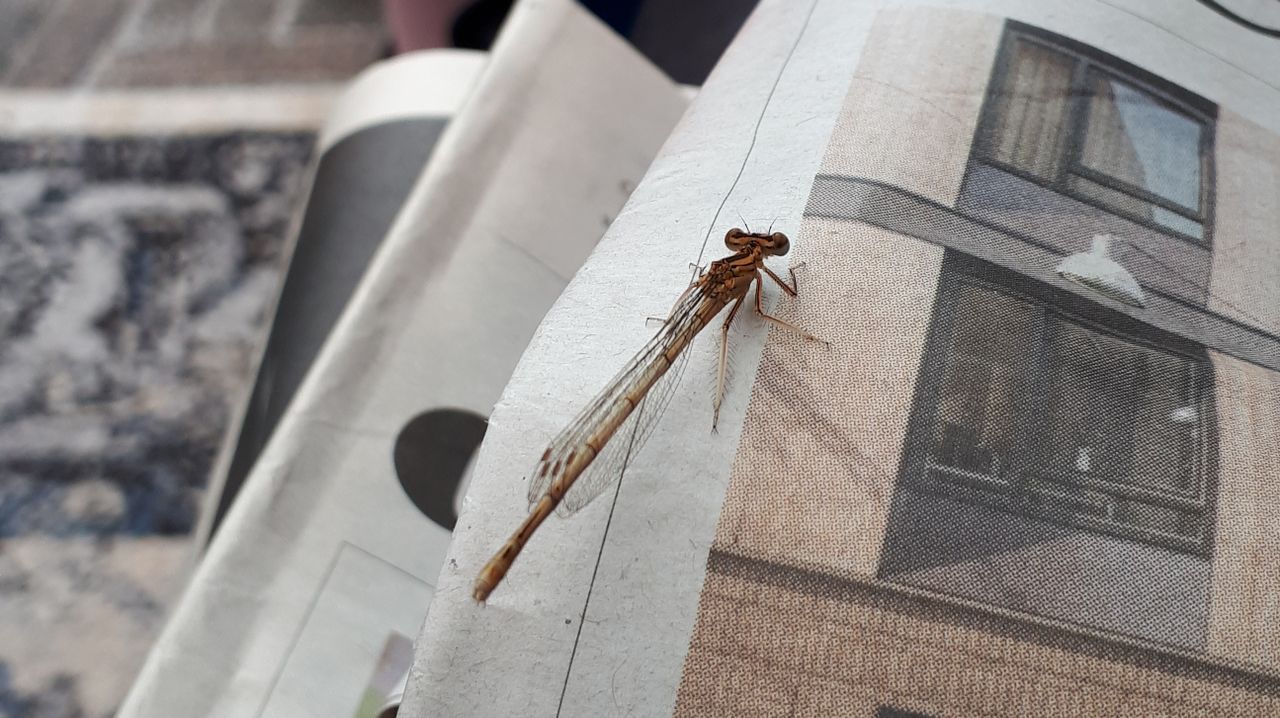 Blauwe breedscheenjuffer vrouwtje (foto: Loek Gooren).