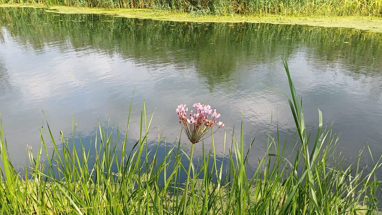 Zwanenbloem (foto: Nelly van de Heijden).