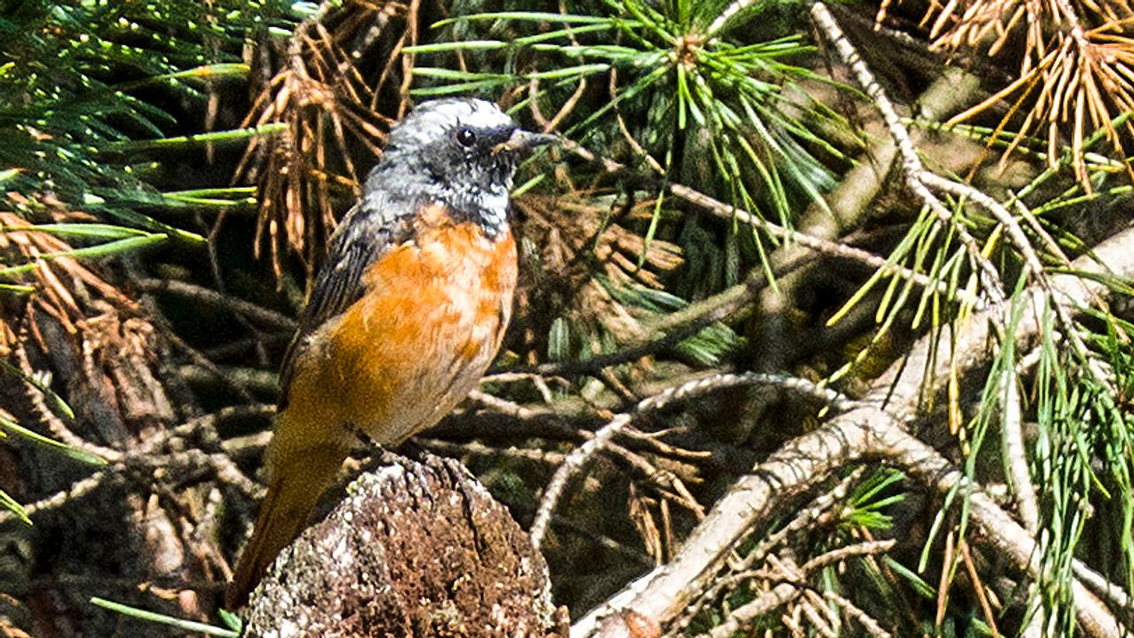 Gekraagde roodstaart (foto: Mari Kapteijns). 
