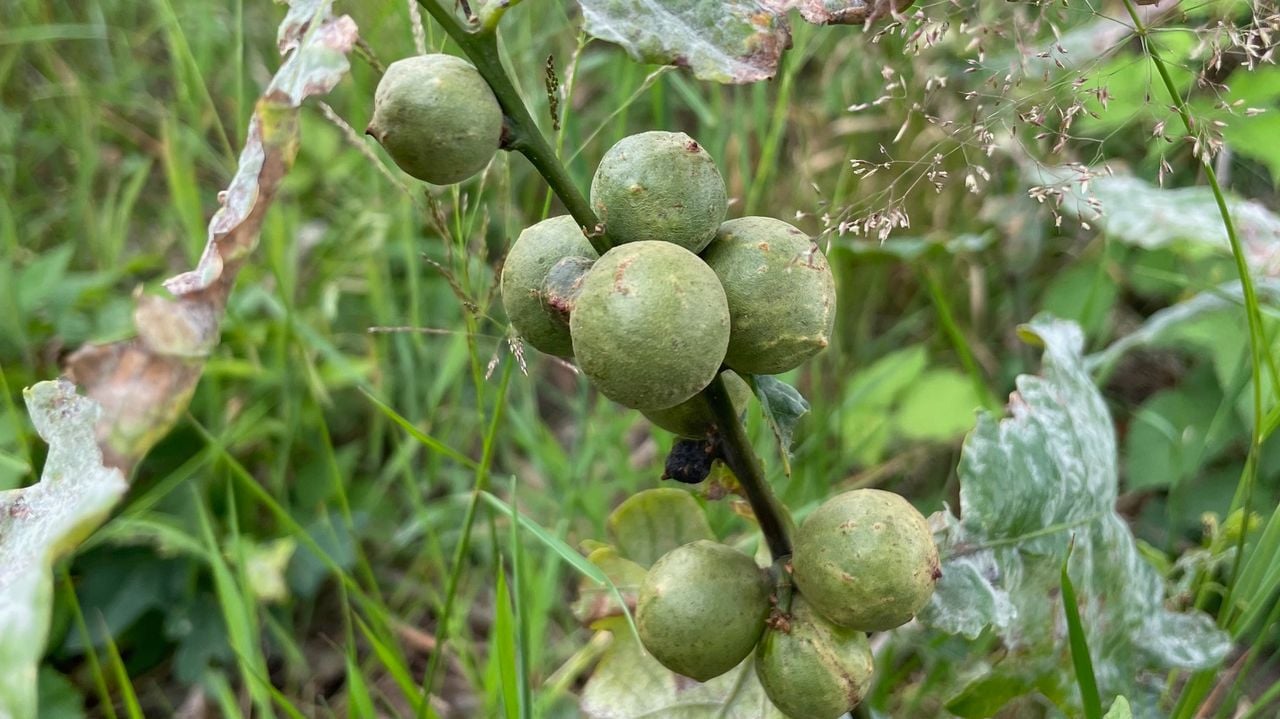 Knikkergallen (foto: Rosemarie de Wit).